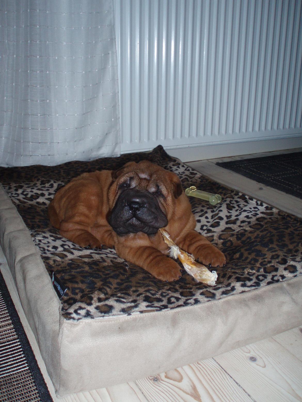 Shar pei Hubert - Namme nam for et lækkert tyggeben. billede 9