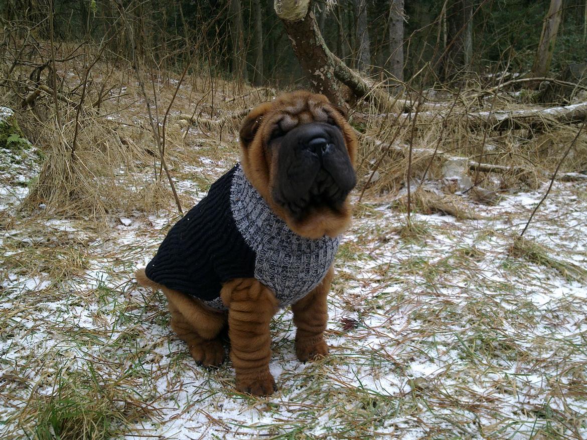 Shar pei Hubert - Otte uger og på tur i skoven. Godt med en trøje når der bare er hundekoldt ... billede 10
