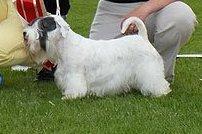 Sealyham terrier Sojus Ladybird - Clara som BIS på årets (2012) store Specialudstilling i Scandinavian Sealyham Terrier society, hvor der var 28 tilmeldte hunde. Det er noget mere end på Crufts og de store Amerikanske udstillinger:-) billede 1