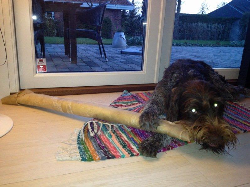 Ruhåret hønsehund Ludvig - 1 års fødselsdag:) billede 6