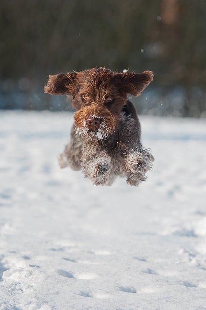 Ruhåret hønsehund Ludvig - Jubiih.. sne:) billede 7