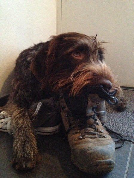 Ruhåret hønsehund Ludvig billede 8