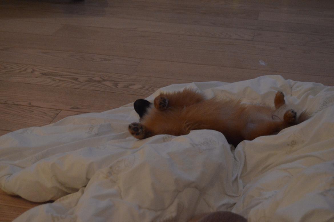 Pomeranian Ane's Dolly  (Neela) - Et HELT stille øjeblik! billede 14