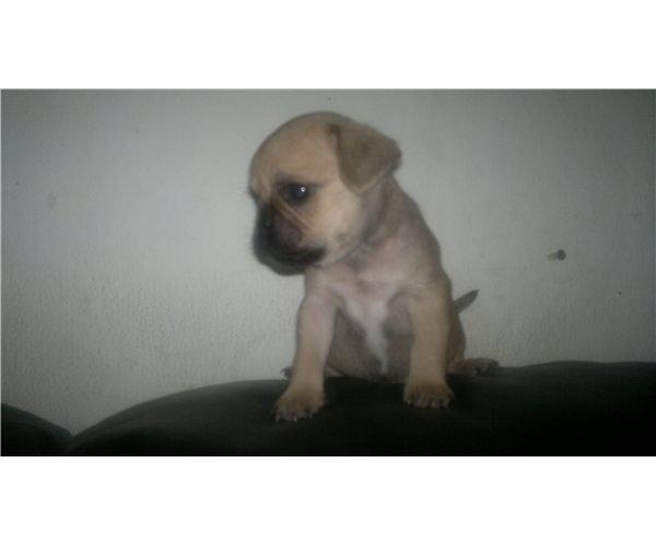 Blanding af racer Tessa - Første billede jeg så af Lille Tessa billede 1