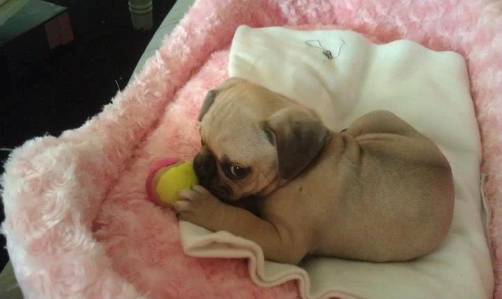 Blanding af racer Tessa - Første dag hjemme, har allerede ejerfornemmelse - "MIN BOLD" billede 2