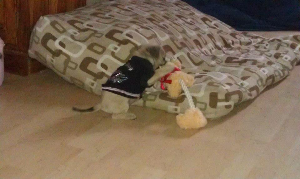 Blanding af racer Tessa - Tessa leger med sin ko og sin fine trøje billede 4