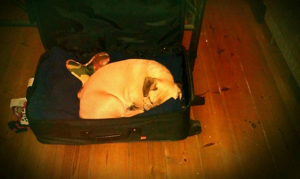 Blanding af racer Tessa - Er altid klar til at rejse en lille tur ud i drømmeland billede 5