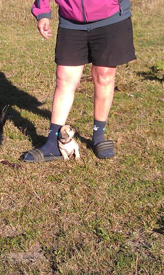 Blanding af racer Tessa - Holy! der burde være lov mod at være så stor! billede 3