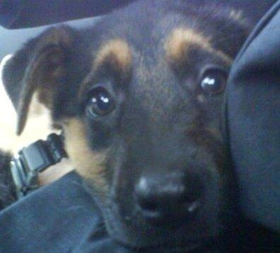 Schæferhund Chanel billede 6