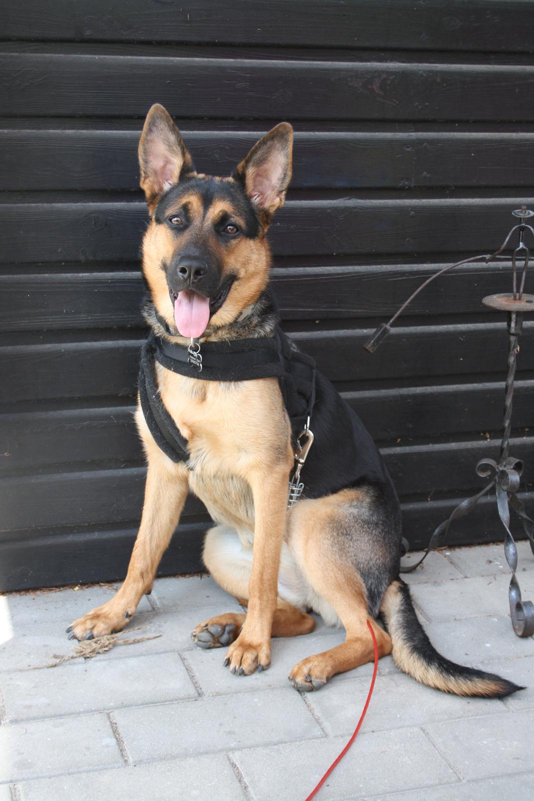 Schæferhund Chanel billede 7