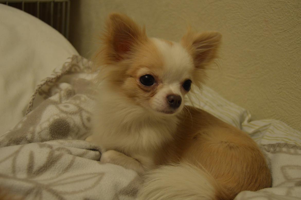 Chihuahua Mazey (Tut) billede 13