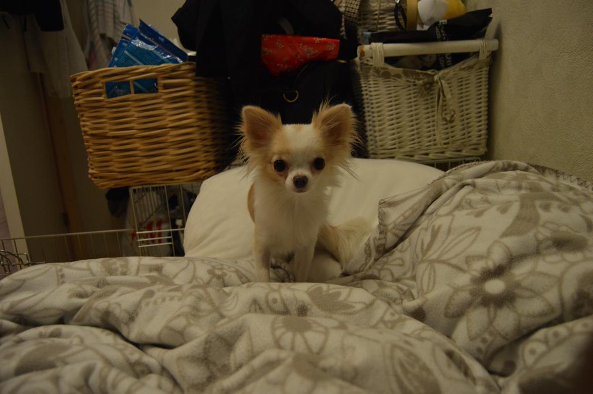 Chihuahua Mazey (Tut) billede 14
