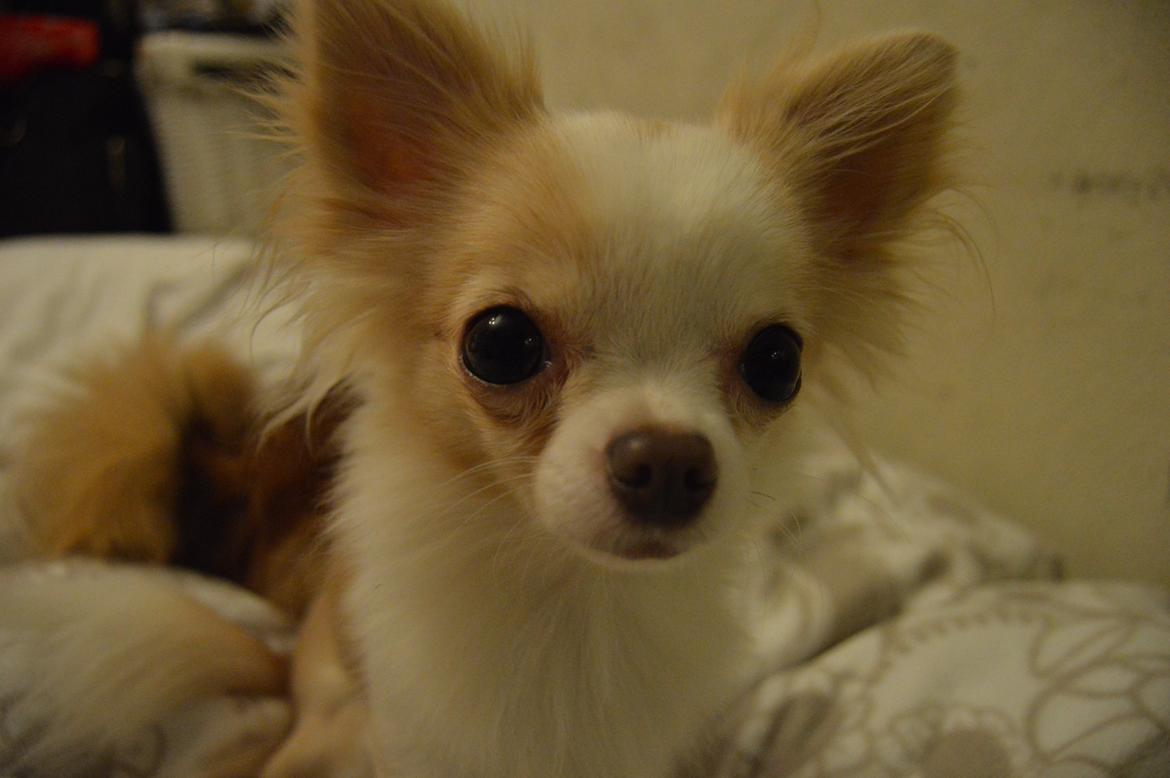 Chihuahua Mazey (Tut) billede 28