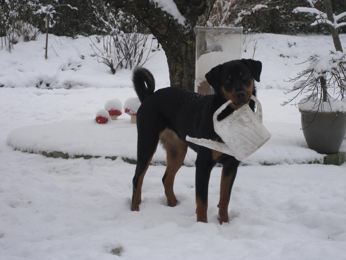 Blanding af racer Ashia billede 1