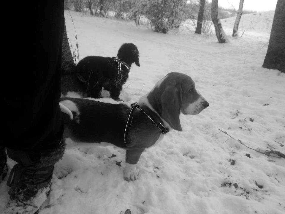 Basset hound Luna R.i.p billede 1