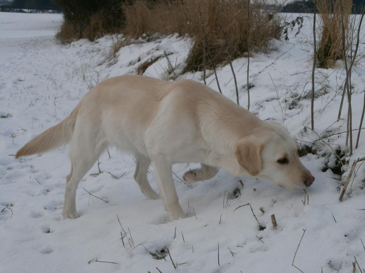 Blanding af racer †Puk† - Snuser rundt :D billede 23