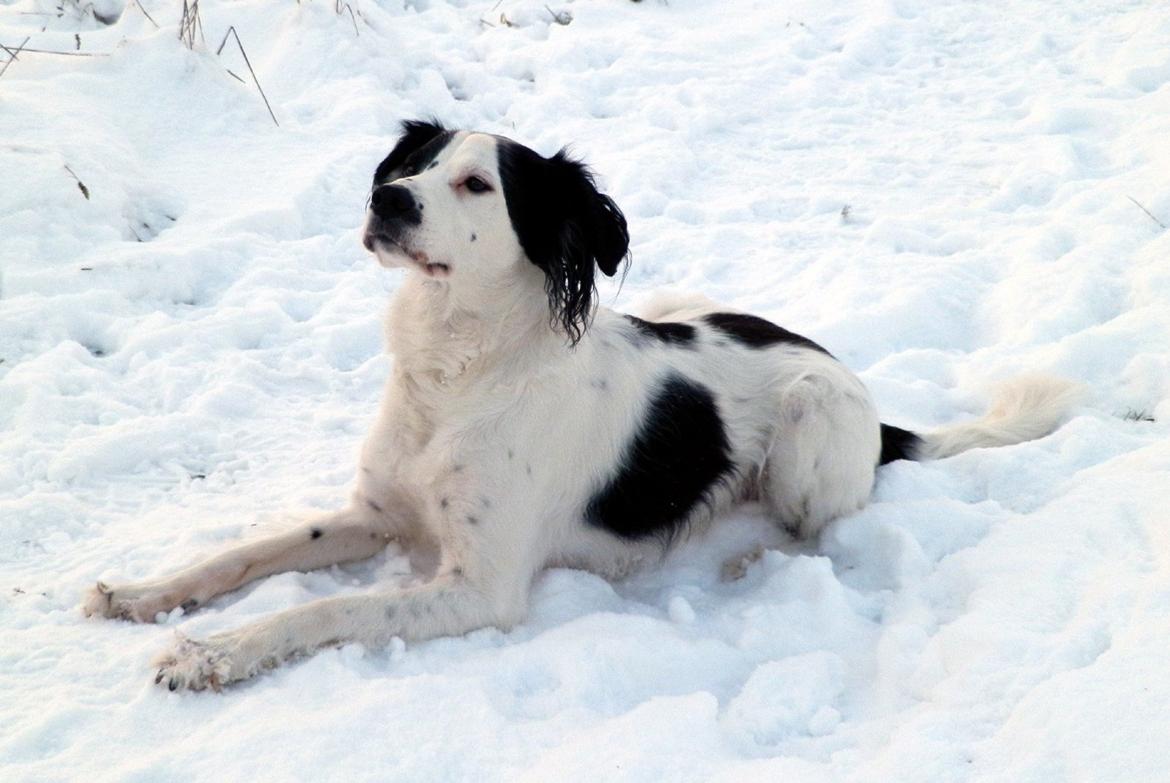 Blanding af racer Chips - Taget d. 17.01.13 billede 20