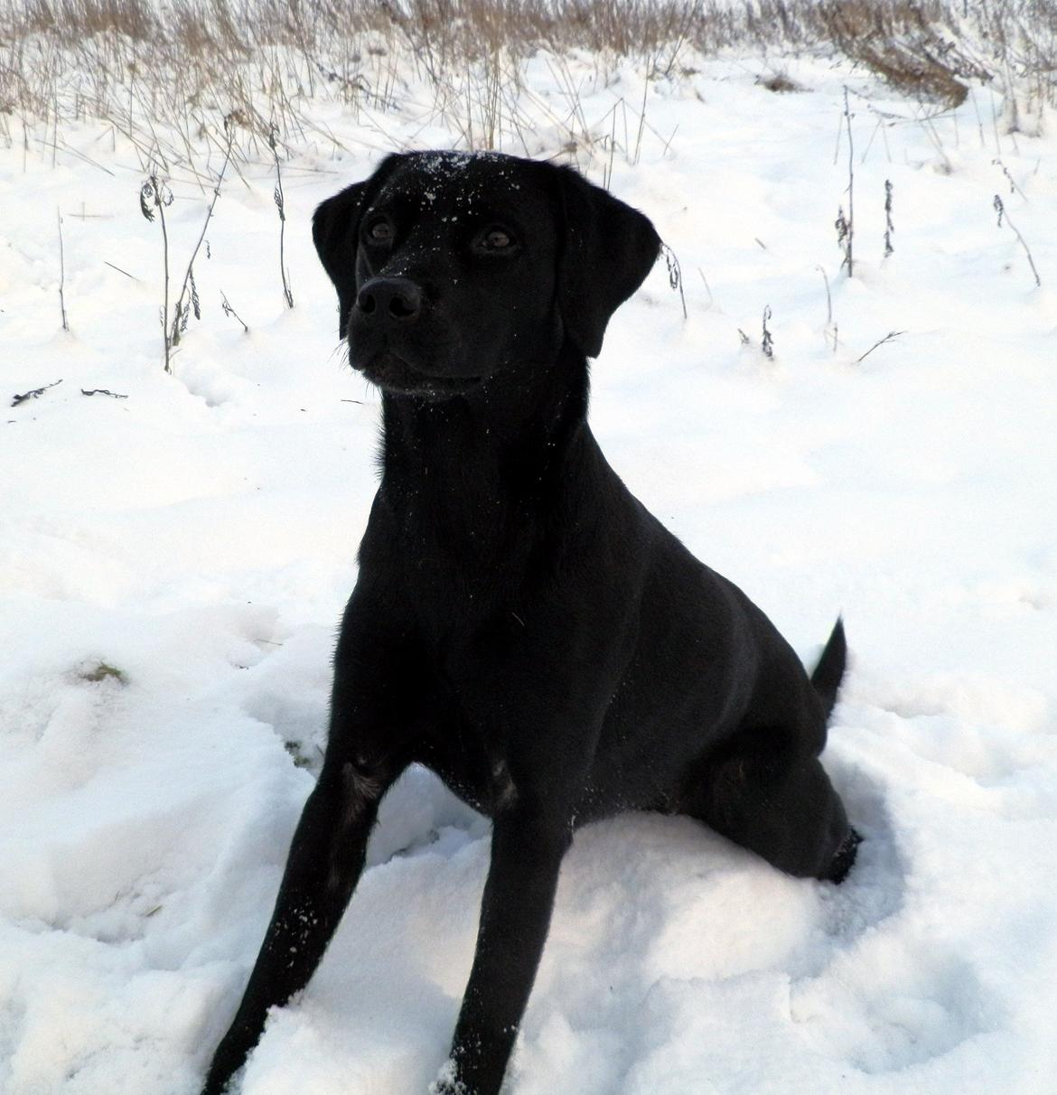 Labrador retriever Laika - Taget d. 17.01.13 billede 4