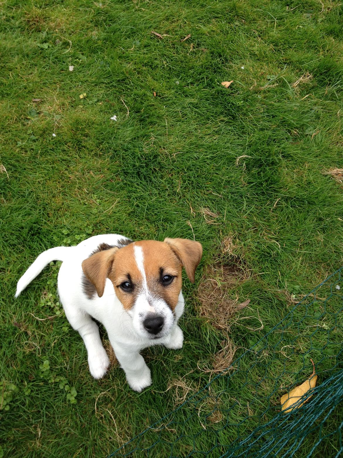 Jack russell terrier dixie billede 4