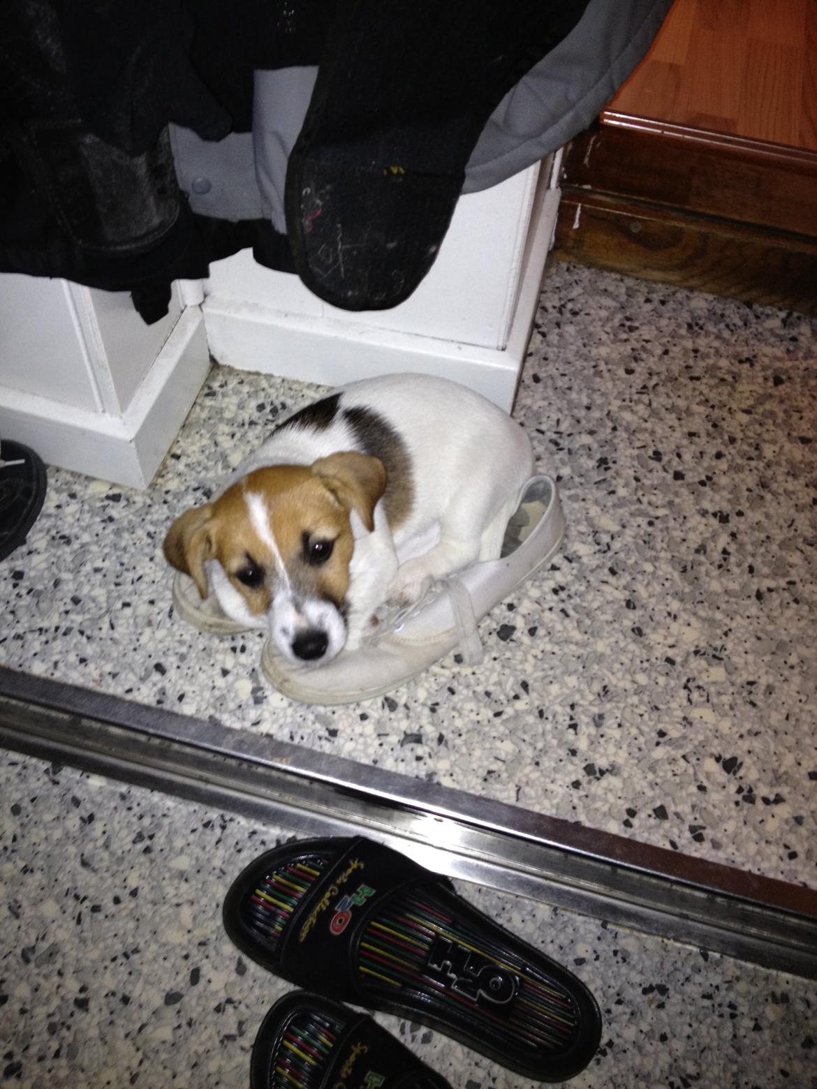 Jack russell terrier dixie billede 5