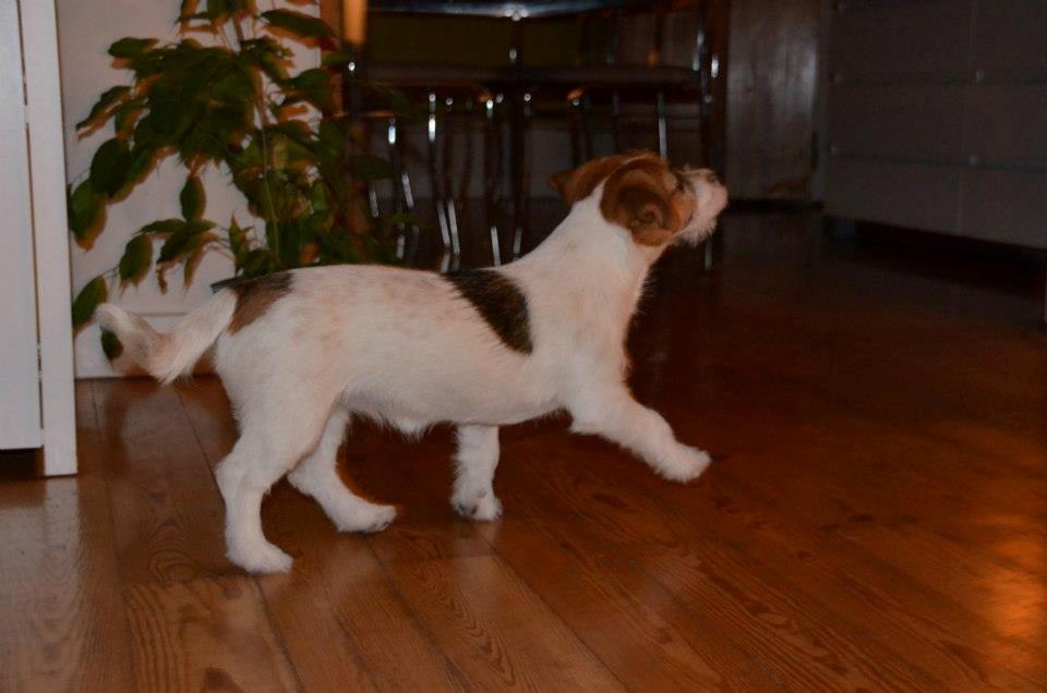 Jack russell terrier dixie billede 3