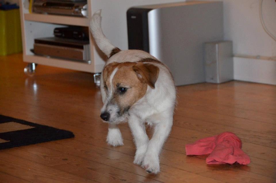 Jack russell terrier dixie billede 1