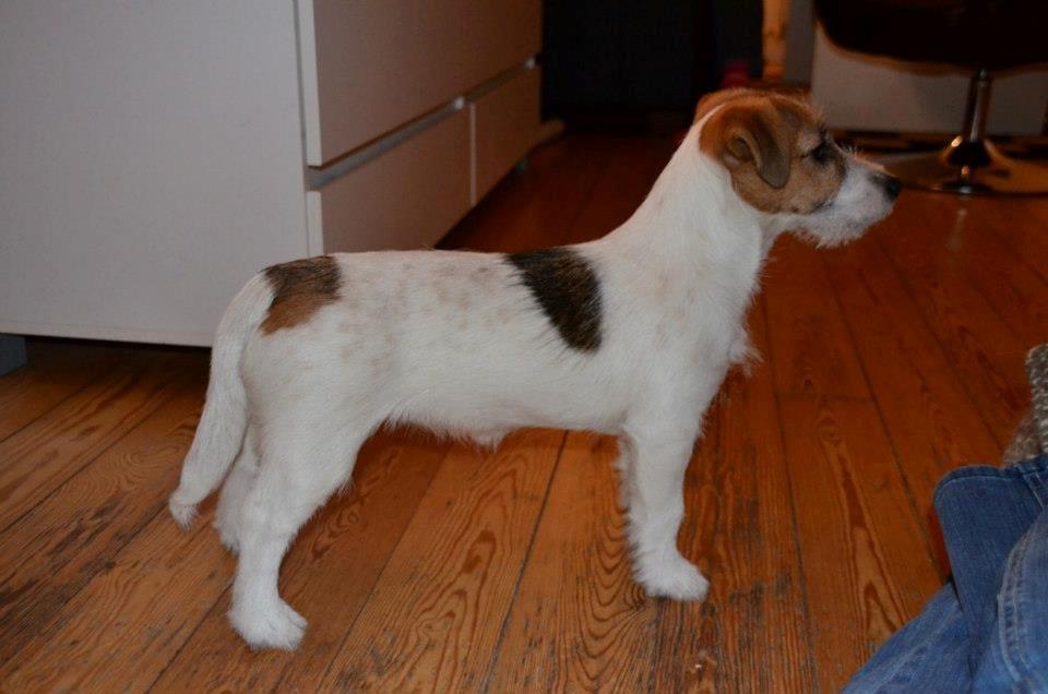 Jack russell terrier dixie - 5 mdr billede 2