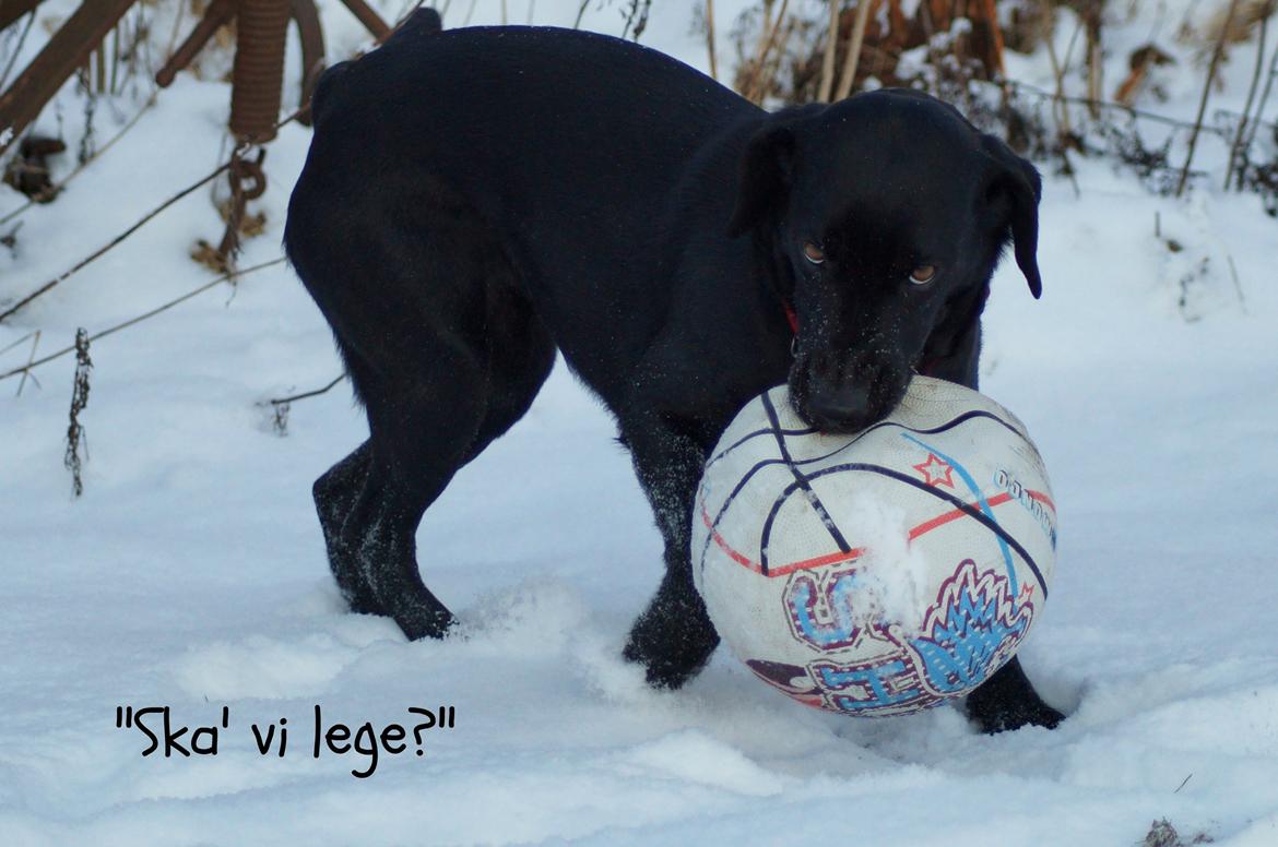 Labrador retriever Maggie - Maggie i sneen januar 2013 :-) billede 3