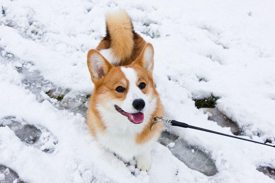 Welsh corgi pembroke Marco billede 2