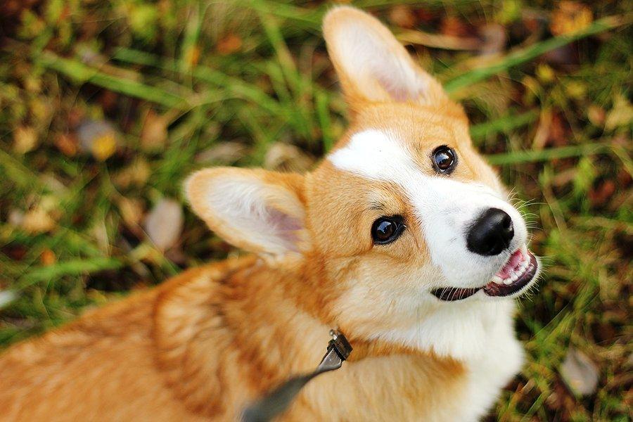 Welsh corgi pembroke Marco billede 4