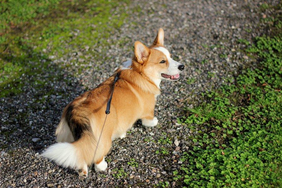 Welsh corgi pembroke Marco billede 5