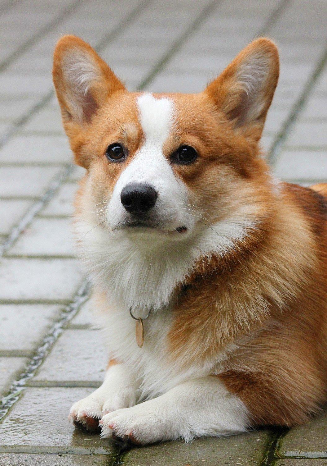 Welsh corgi pembroke Marco billede 6