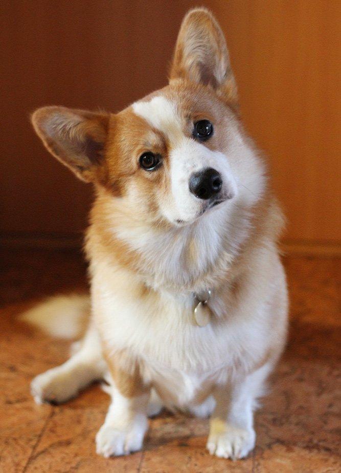 Welsh corgi pembroke Marco billede 1