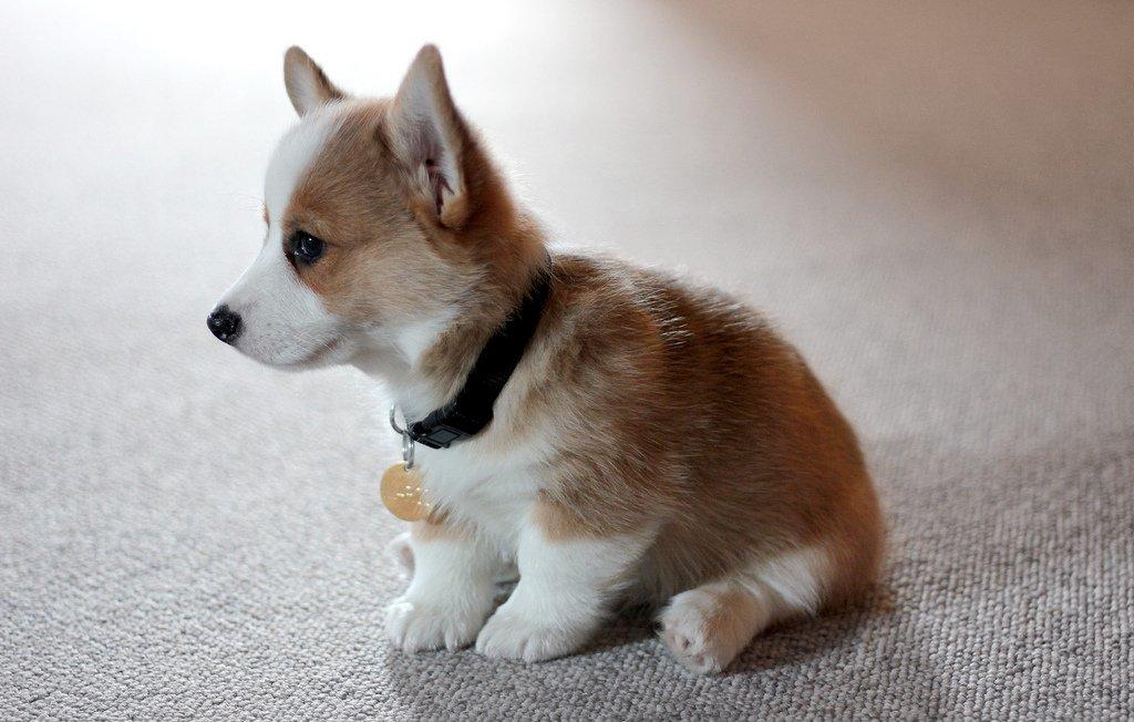 Welsh corgi pembroke Marco billede 8