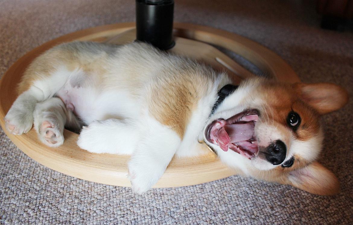 Welsh corgi pembroke Marco billede 10