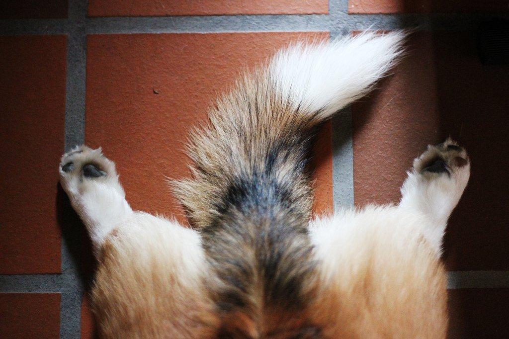 Welsh corgi pembroke Marco billede 7