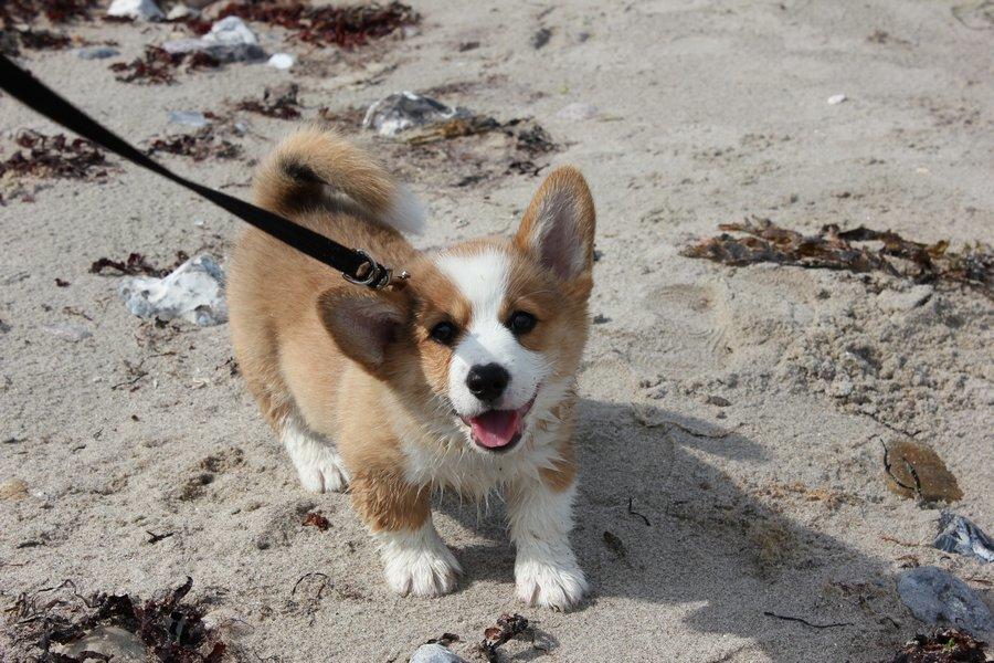 Welsh corgi pembroke Marco billede 9