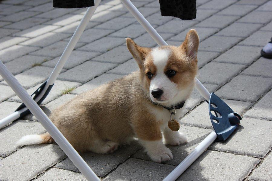 Welsh corgi pembroke Marco billede 11