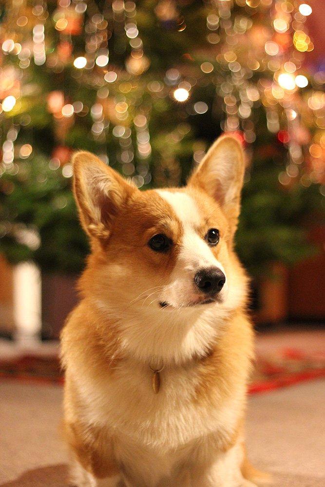 Welsh corgi pembroke Marco billede 3