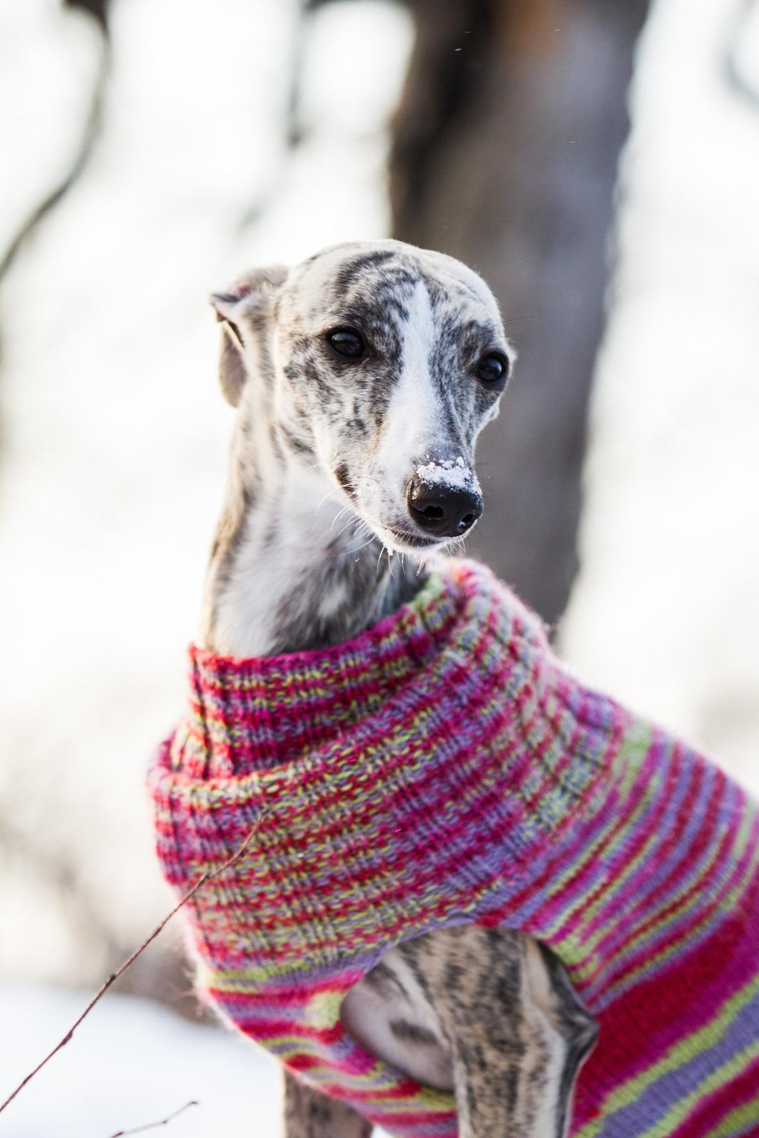 Whippet Benjamin - Januar 2013 billede 1