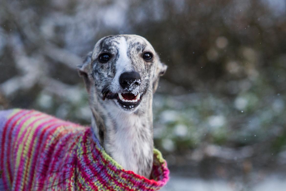 Whippet Benjamin - Januar 2013 billede 19