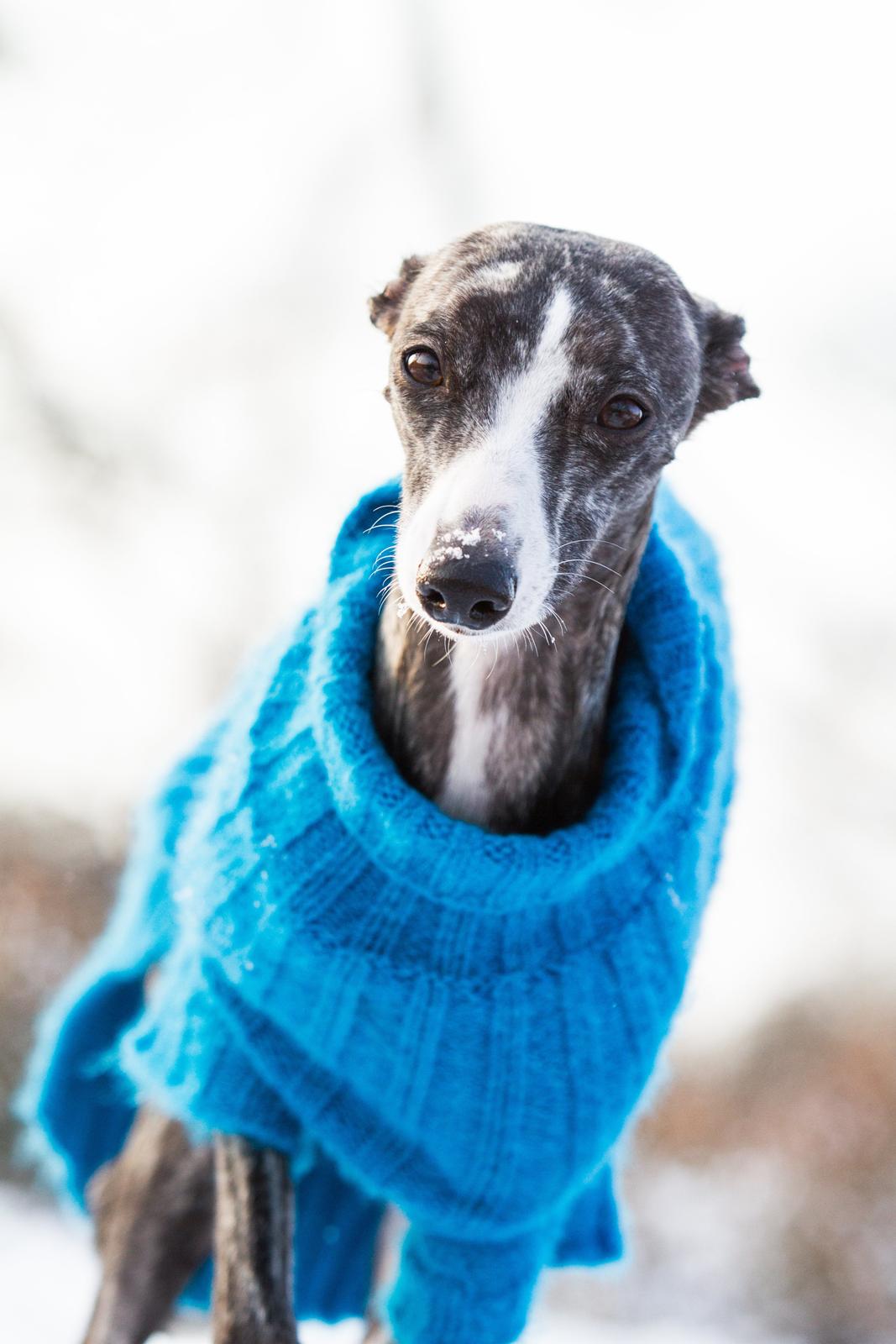 Whippet Anastasia - Januar 2013 billede 1