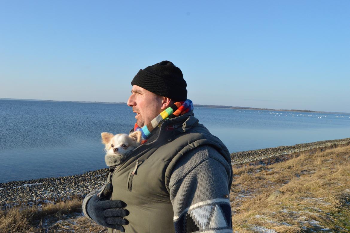 Chihuahua Mazey (Tut) - Får varmen hos svigerfar. billede 15