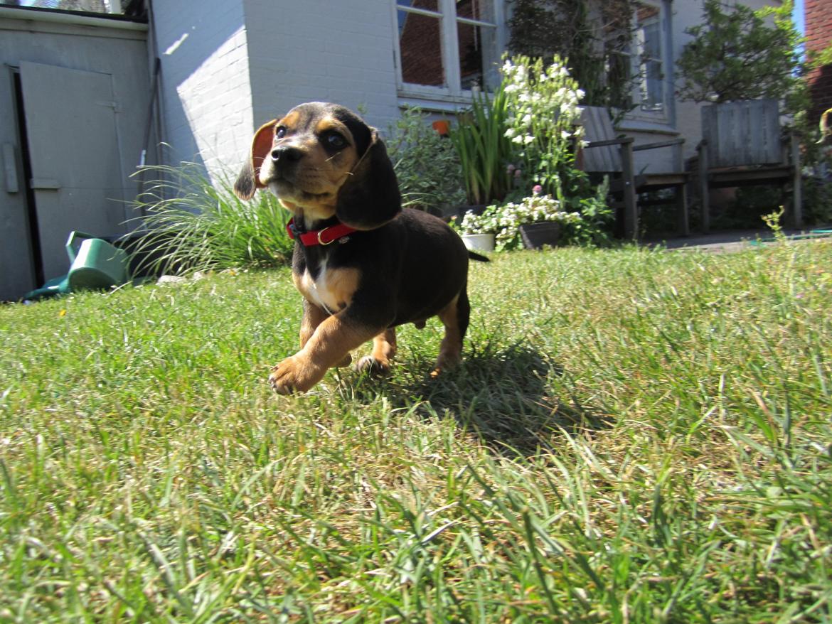 Blanding af racer Viggo (min bedste ven) - Jeg elsker sol! billede 7