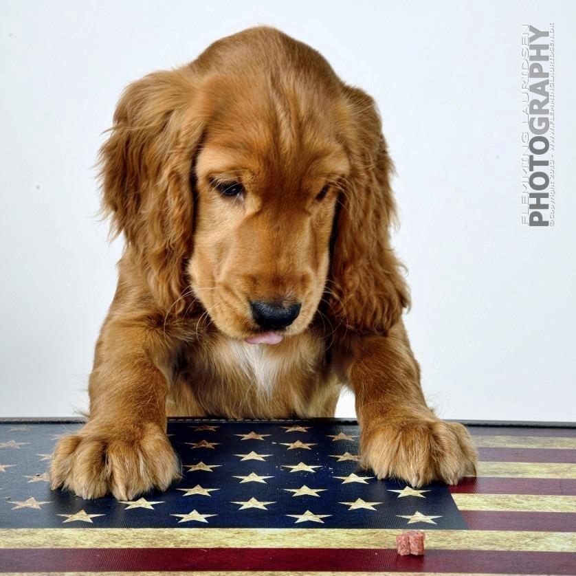 Cocker spaniel Kaylee - Kaylee til Fotograf :D billede 1