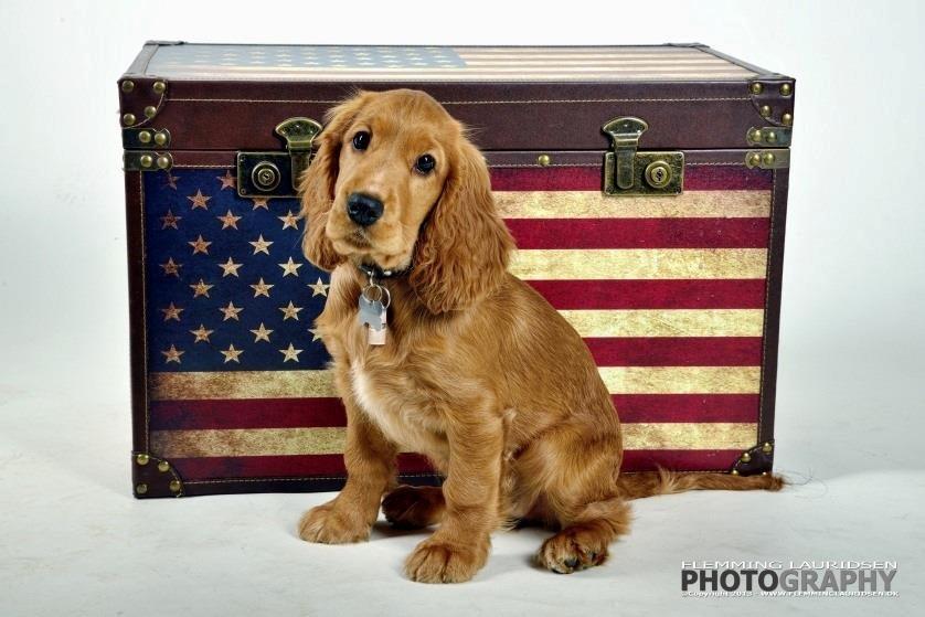 Cocker spaniel Kaylee - Kaylee til Fotograf billede 2