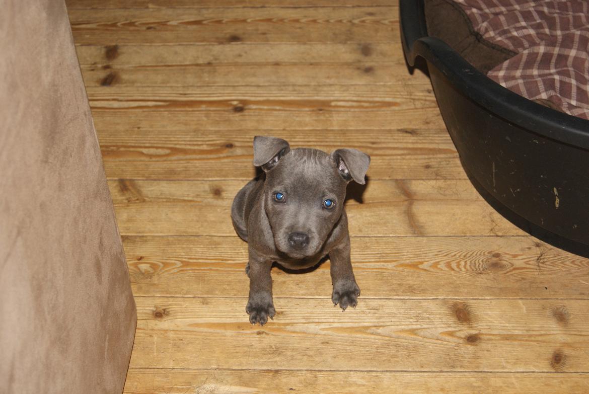 Staffordshire bull terrier Beatrice Blue Star billede 2