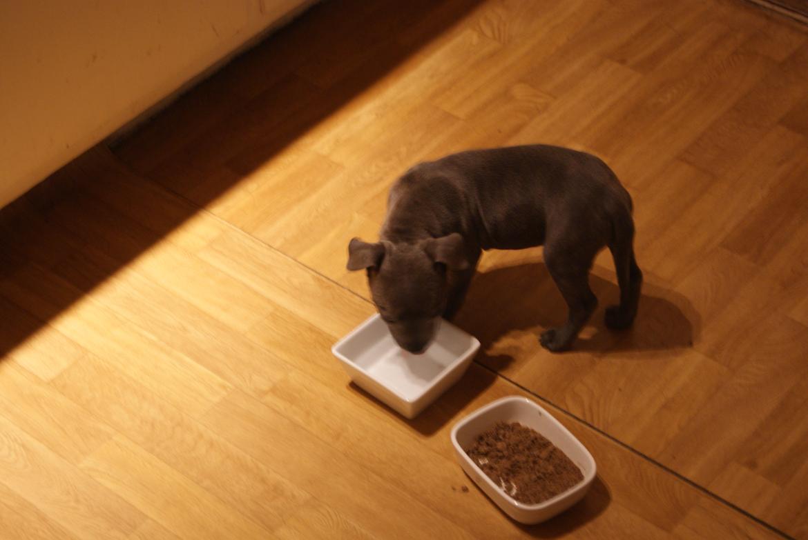 Staffordshire bull terrier Beatrice Blue Star billede 3