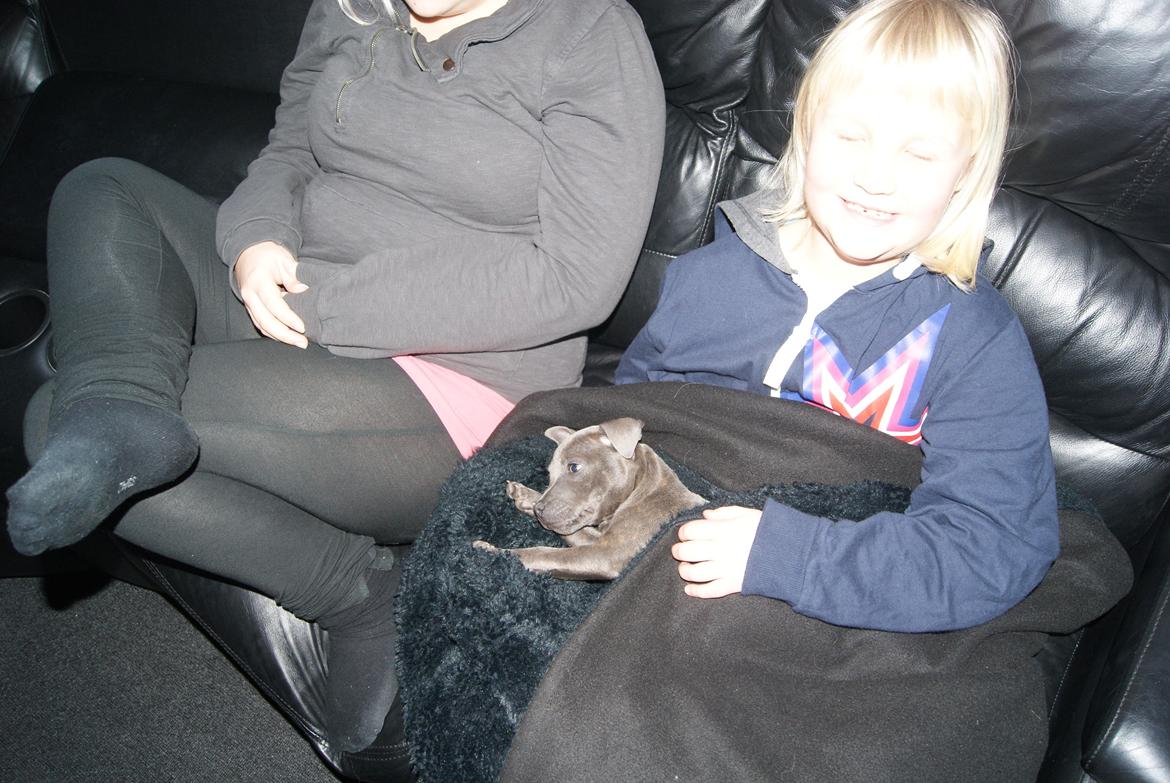 Staffordshire bull terrier Beatrice Blue Star billede 4