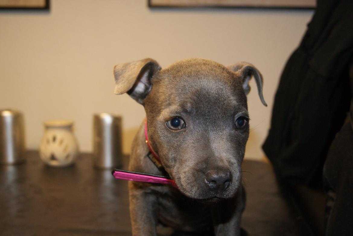 Staffordshire bull terrier Beatrice Blue Star billede 5